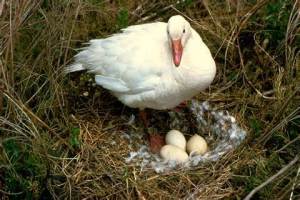 Image Source: http://www.public-domain-image.com/full-image/fauna-animals-public-domain-images-pictures/birds-public-domain-images-pictures/goose-pictures/snow-geese-pictures/snow-goose-bird-stands-on-nest-with-eggs.jpg-copyright-friendly-photo.html